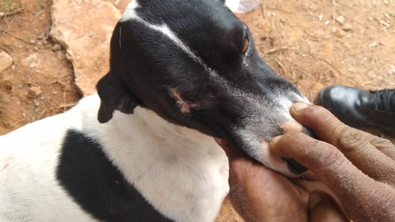 Cadela fica cega de um olho após ser baleada no bairro Santa Clara em Jambeiro