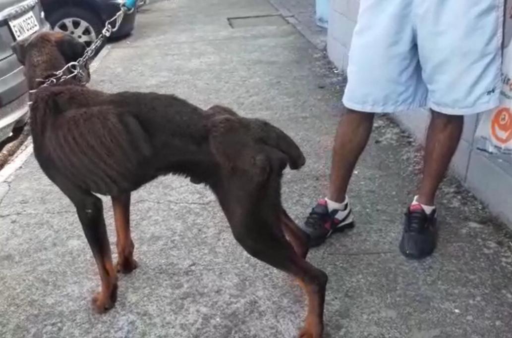 Homem é preso por maus-tratos em São José dos Campos; cão estava em péssimas condições de saúde
