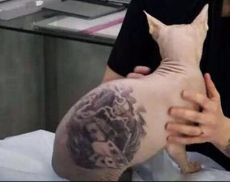 Deputado Edmir Chedid explica sobre projeto de lei que proíbe tatuagens e piercings em animais