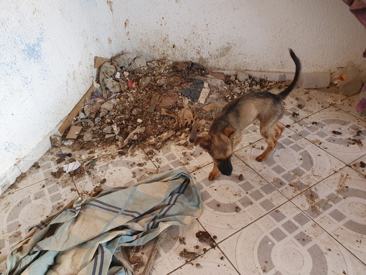 Homem é multado em R$ 60 mil por manter 20 cães em situação de maus tratos em São José