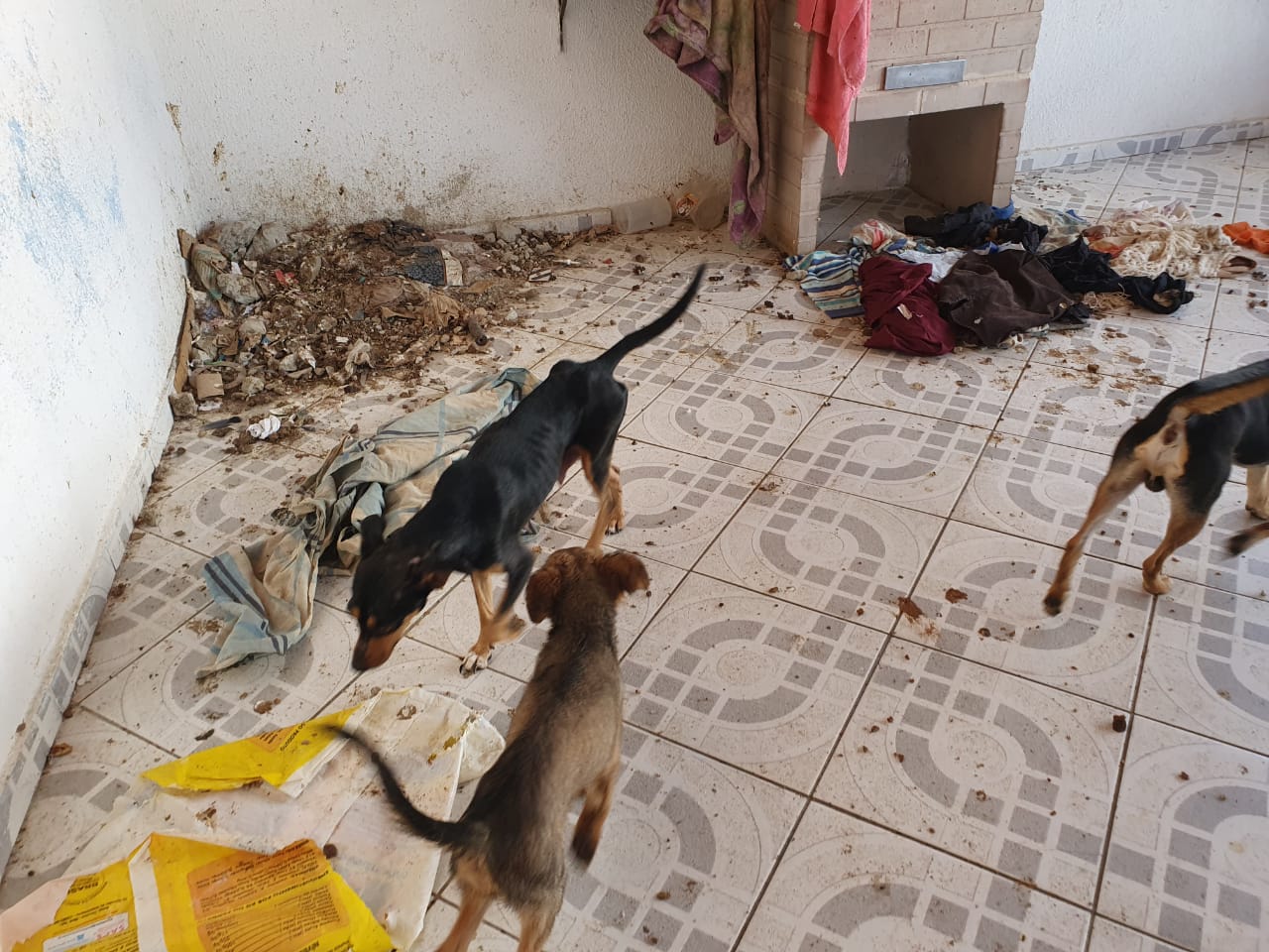 Homem é multado em R$ 60 mil por manter 20 cães em situação de maus tratos em São José