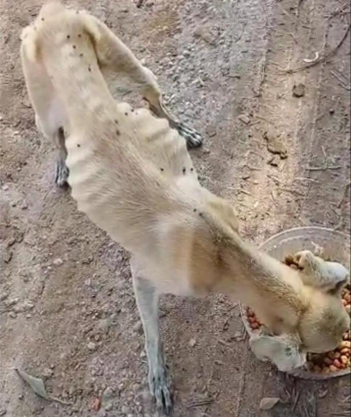 Polícia resgata quatro cachorros em situação de maus-tratos em Caçapava Velha 