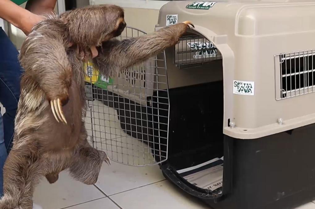 Após passar por reabilitação, bicho-preguiça encontrado por caminhoneiro é devolvido à natureza