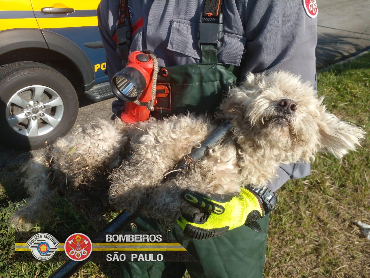 Bombeiros salvam cachorro que caiu em boeiro após ser abandonado na Dutra em Aparecida