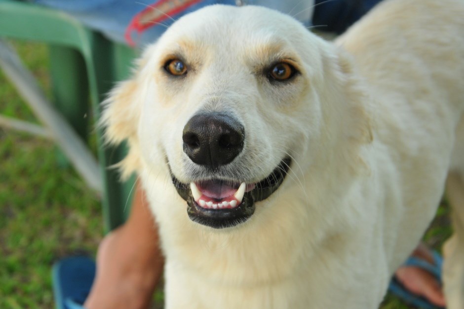 Castramóvel abre inscrições para cães e gatos do Galo Branco em São José