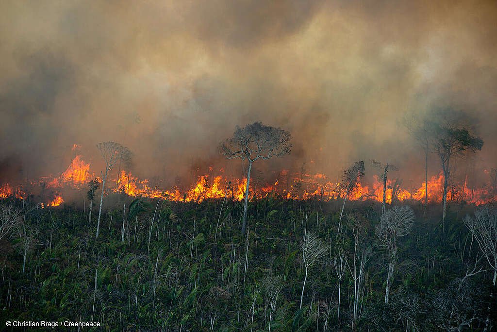 Inpe: mesmo com decreto proibindo uso do fogo, Amazônia registra quase 5 mil focos de queimadas em Julho