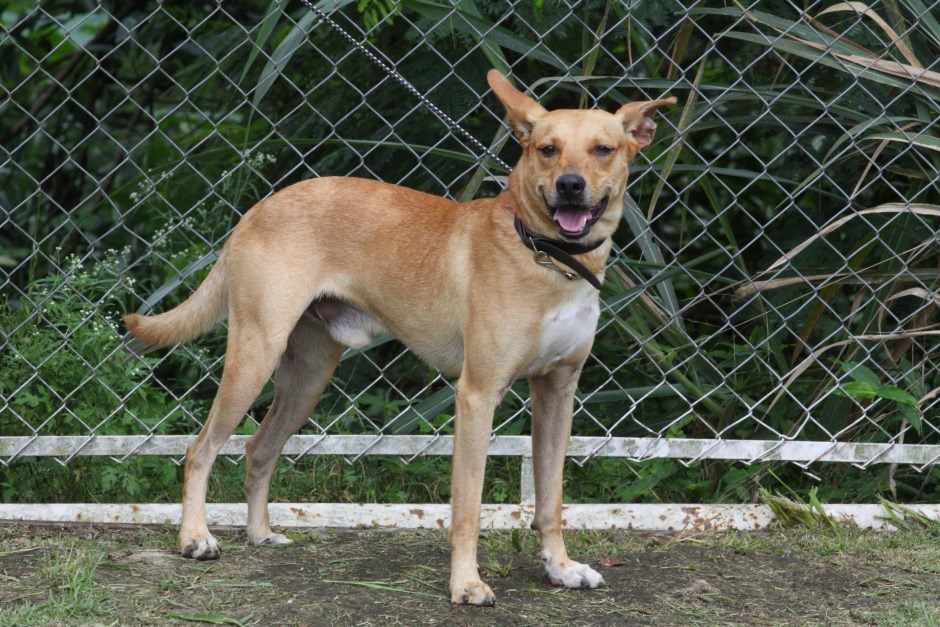 castração meu pet feliz são josé cães e gatos programa