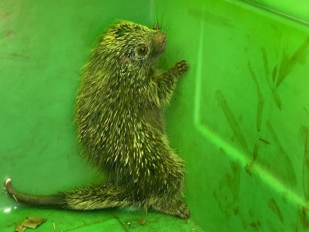 porco-espinho