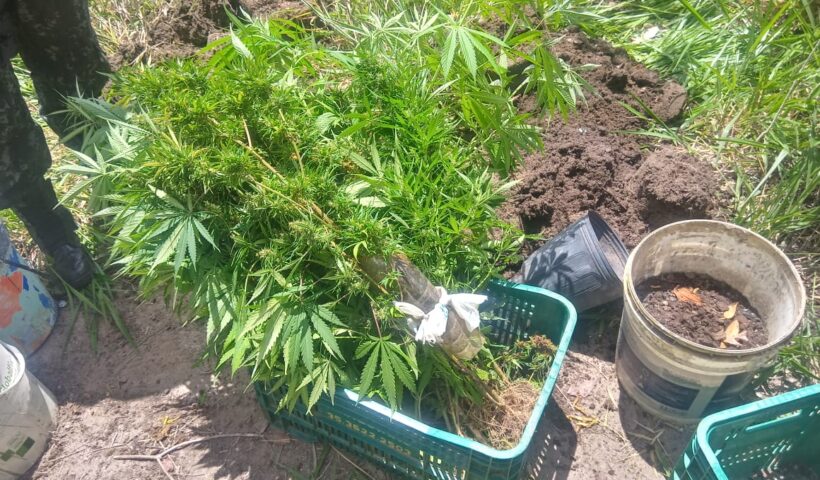 maconha polícia militar ambiental