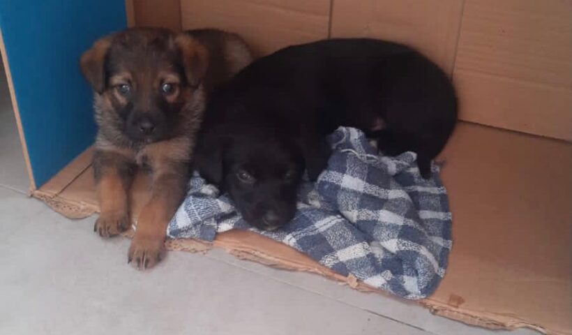 jacareí pitoresco filhote cachorro