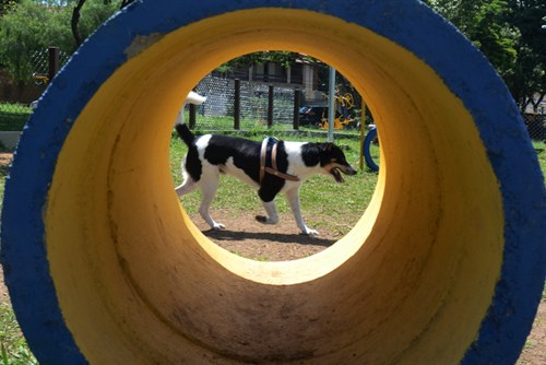 espaço canino
