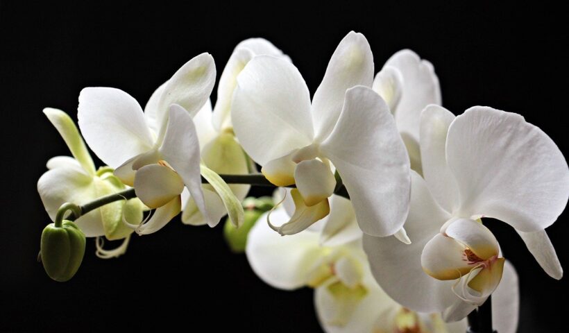 flores finados