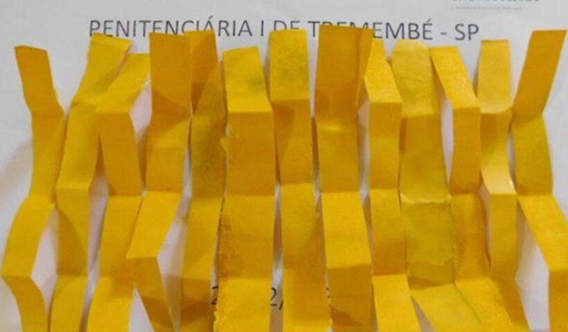 maconha tremembé