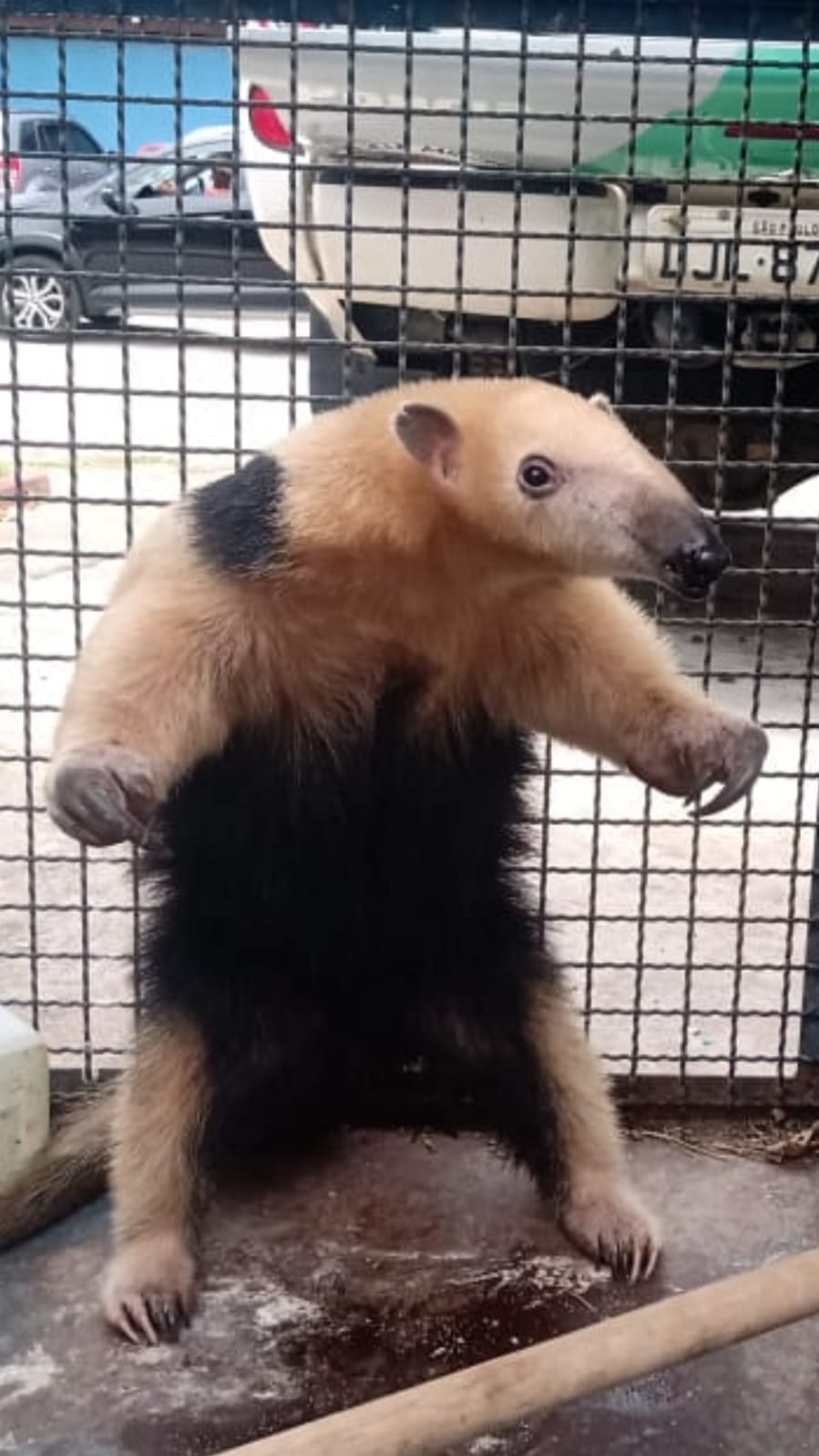 TAMANDUÁ