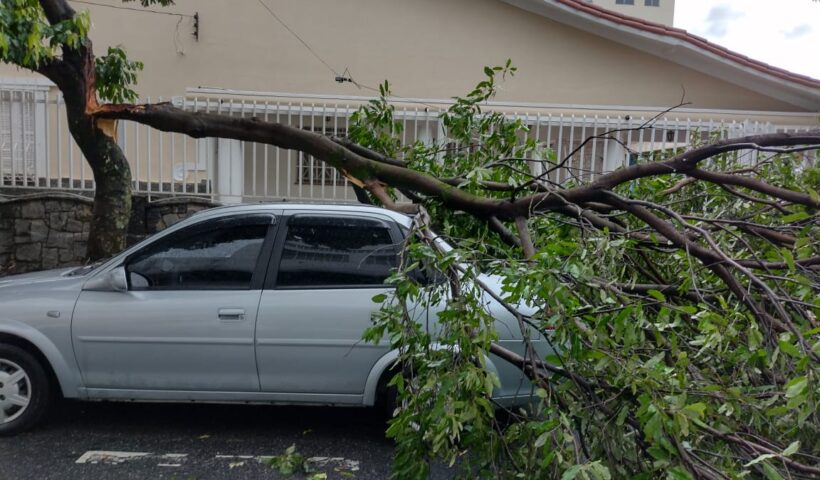 Chuva e vendaval causam queda de árvores em Pindamonhangaba