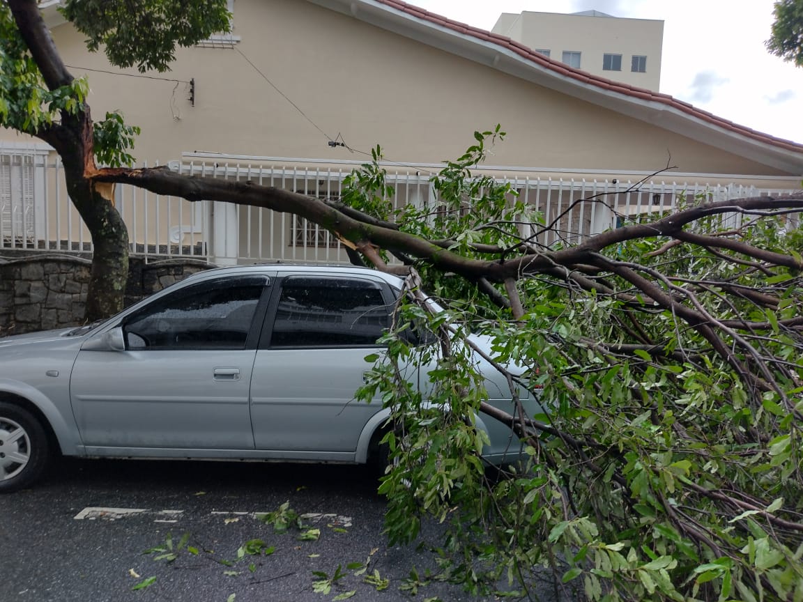 Chuva e vendaval causam queda de árvores em Pindamonhangaba