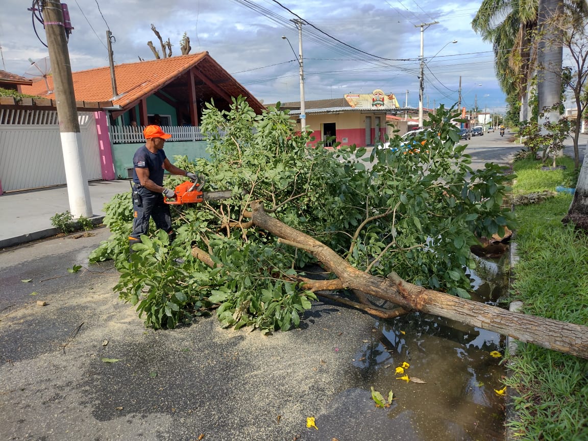 Chuva e vendaval causam queda de árvores em Pindamonhangaba