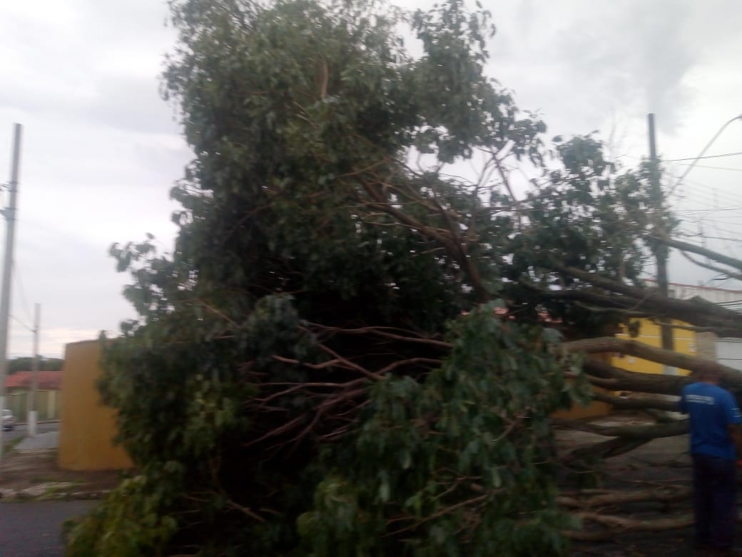 chuva guará