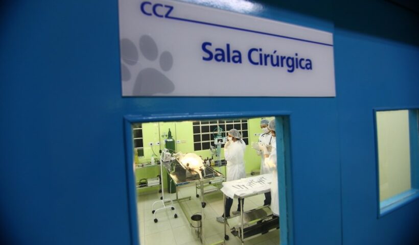 castração sjc