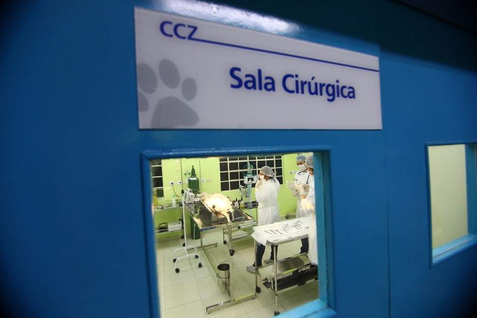 castração sjc
