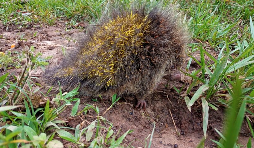 Porco-espinho resgatado por equipe da CCR NovaDutra é devolvido ao habitat natural
