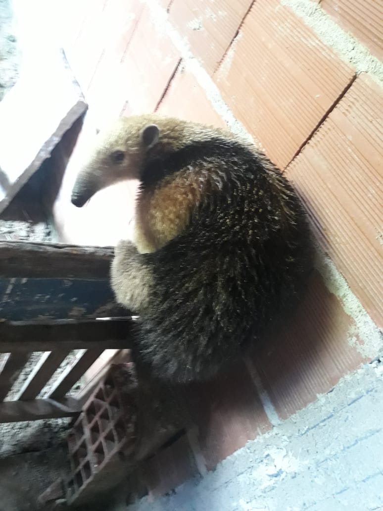 resgate tamandua