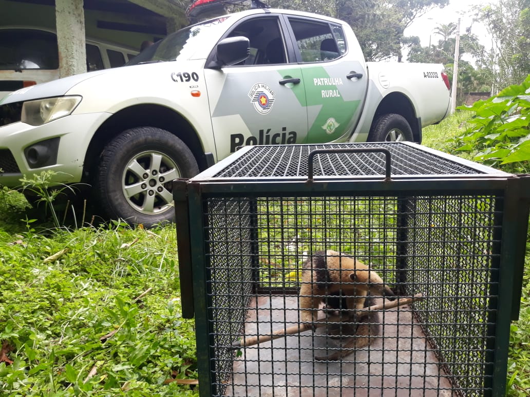 resgate tamandua
