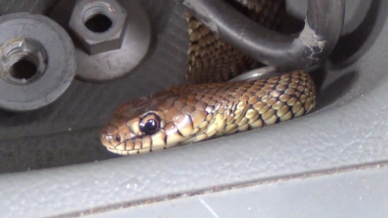 cobra carro oswaldo cruz