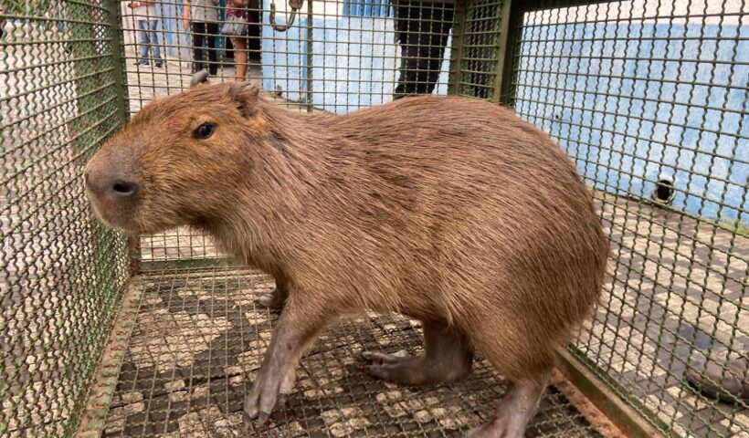 capivara ferida taubaté