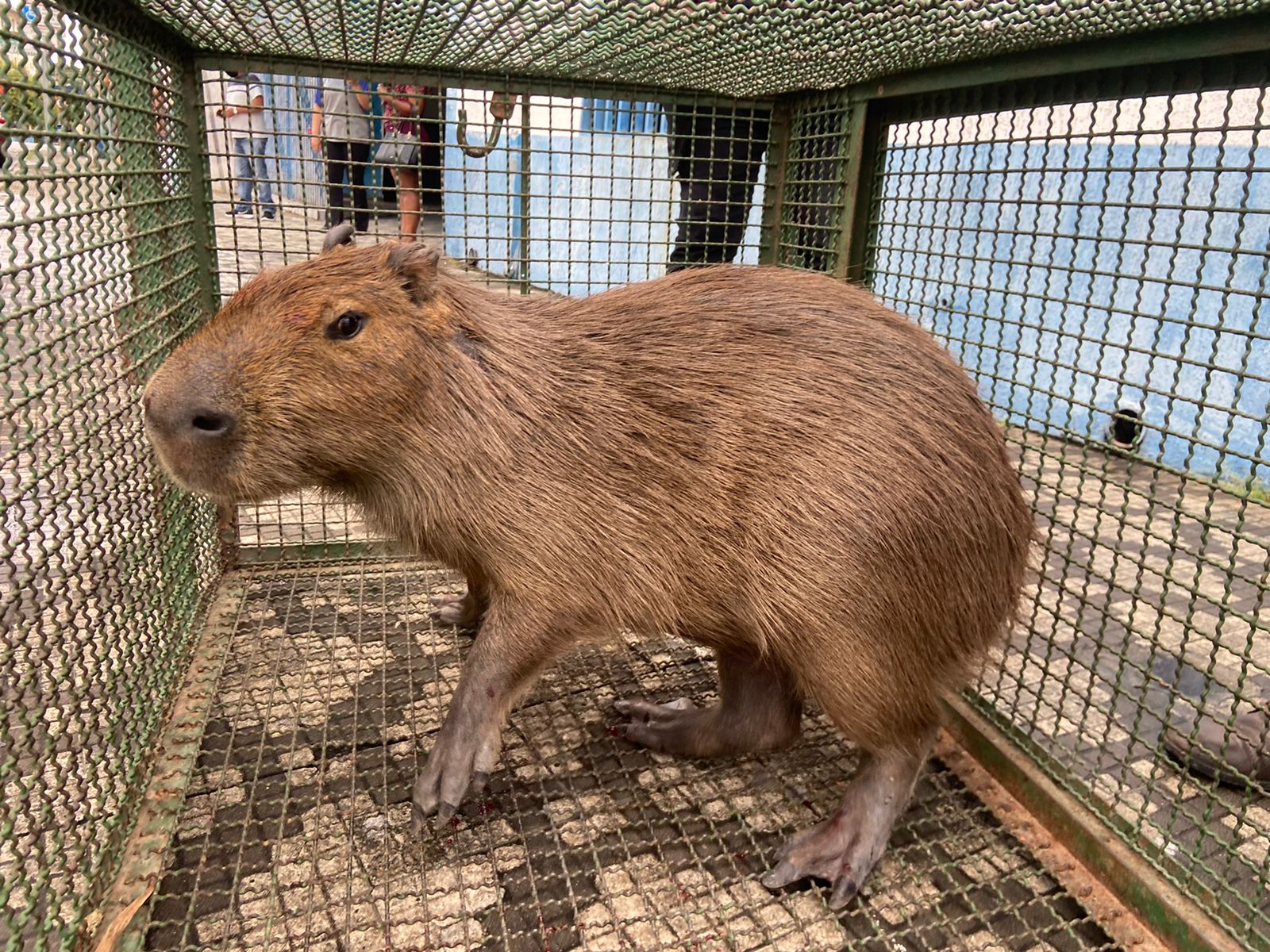 capivara ferida taubaté