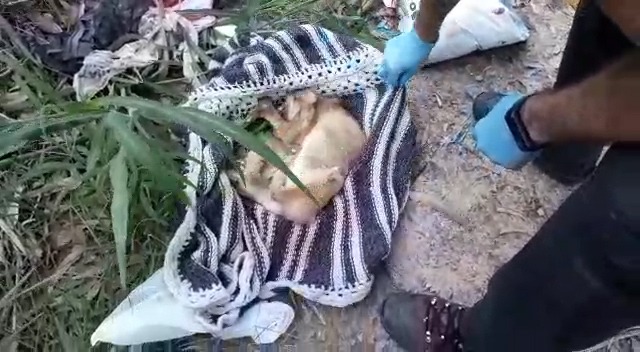 cão morto pinda
