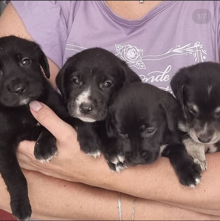 adoção pets sjc