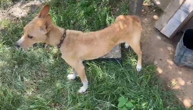 maus-tratos cachorro pinda