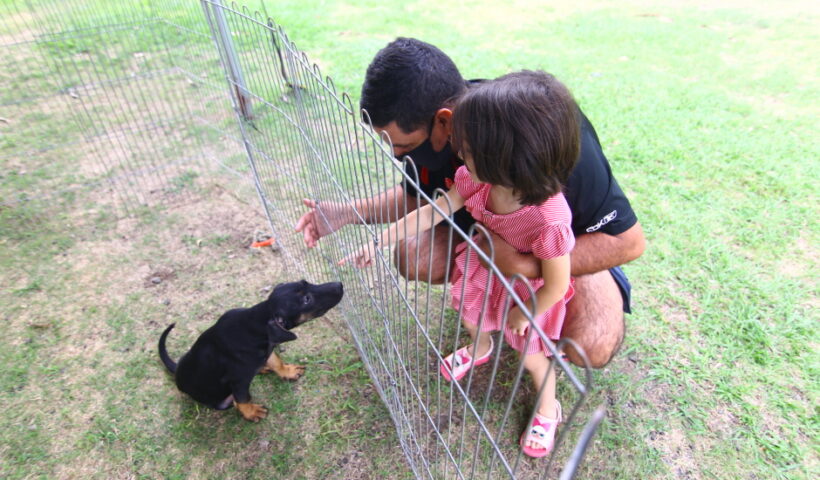 feira de adoção sjc