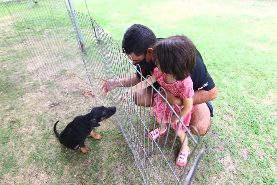 feira de adoção sjc
