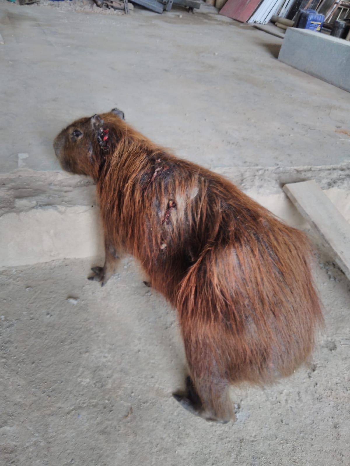capivara maus-tratos