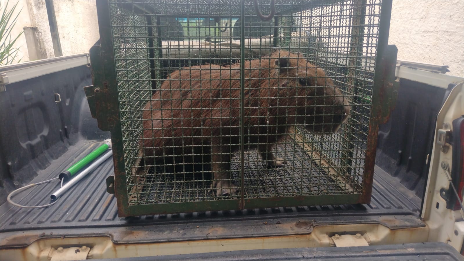 capivara maus-tratos