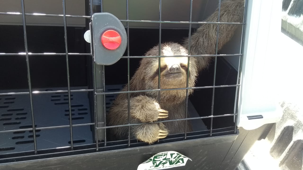 bicho-preguiça solto