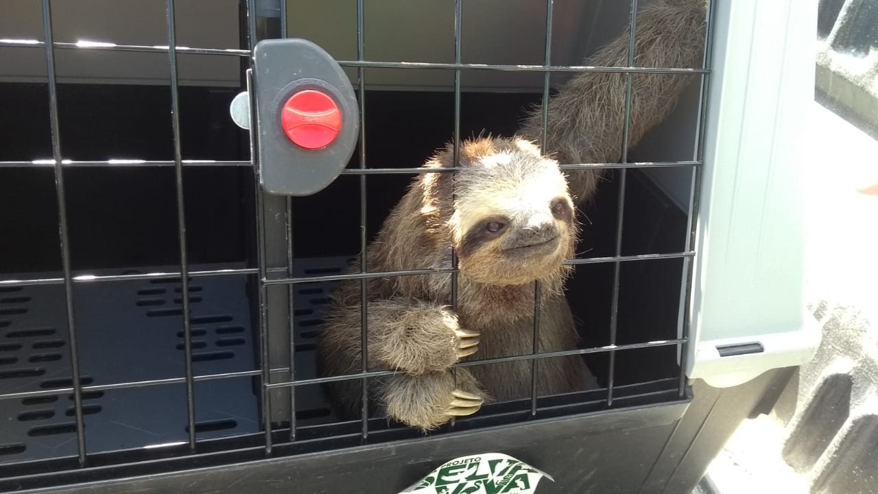 bicho-preguiça solto