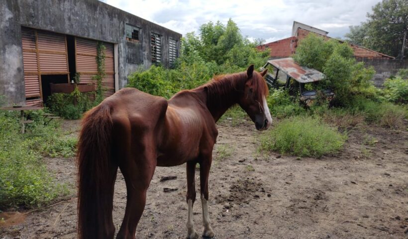 cavalo maus-tratos guará