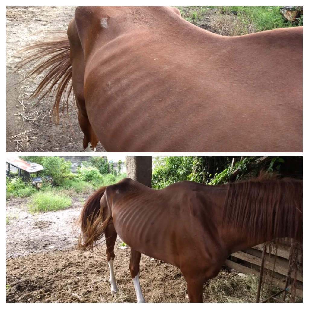 cavalo maus-tratos guará