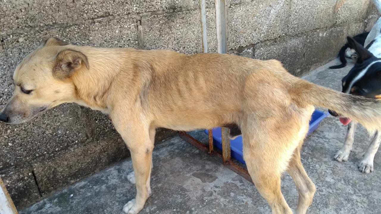 maus-tratos cachorros taubaté