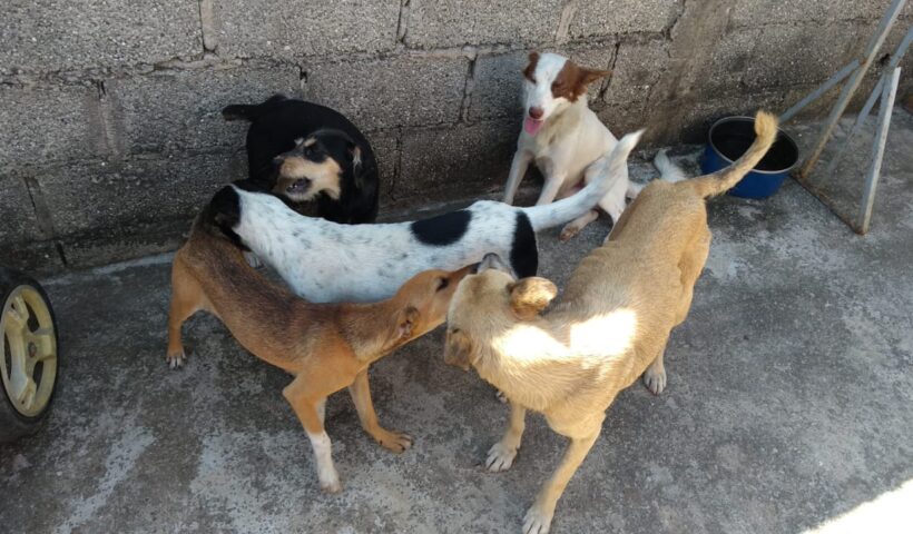 maus-tratos cachorros taubaté