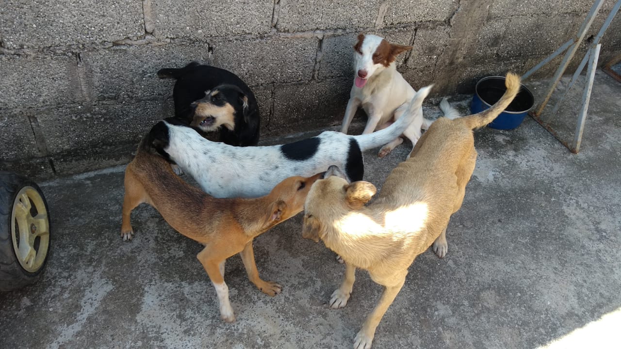 maus-tratos cachorros taubaté