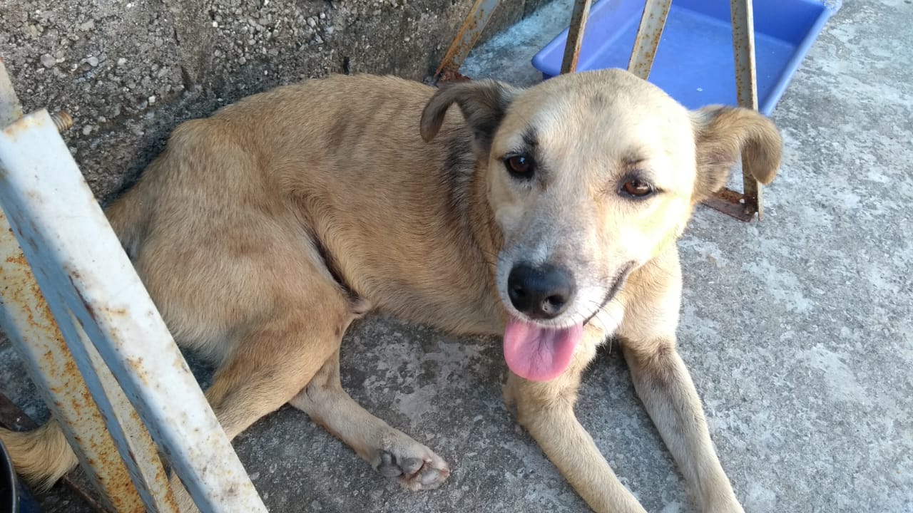 cachorro desnutrido
