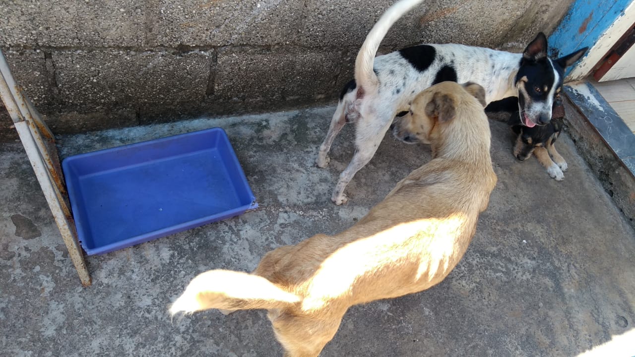 maus-tratos cachorros taubaté