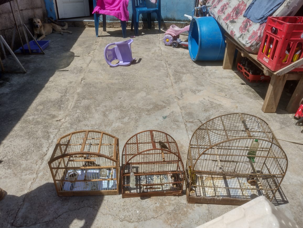 pássaros em cativeiro