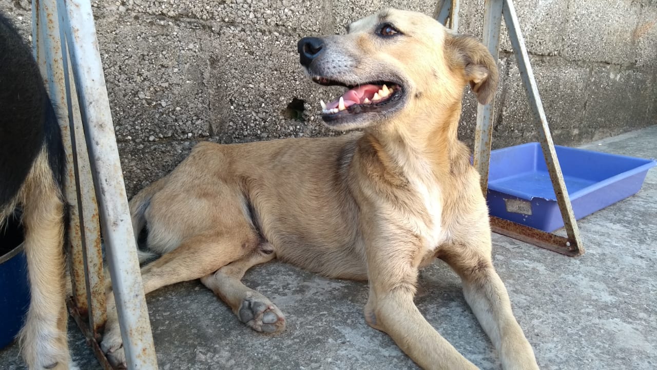 cachorro desnutrido