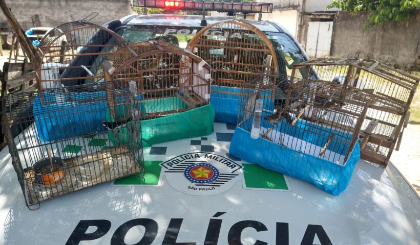aves tremembé e redenção