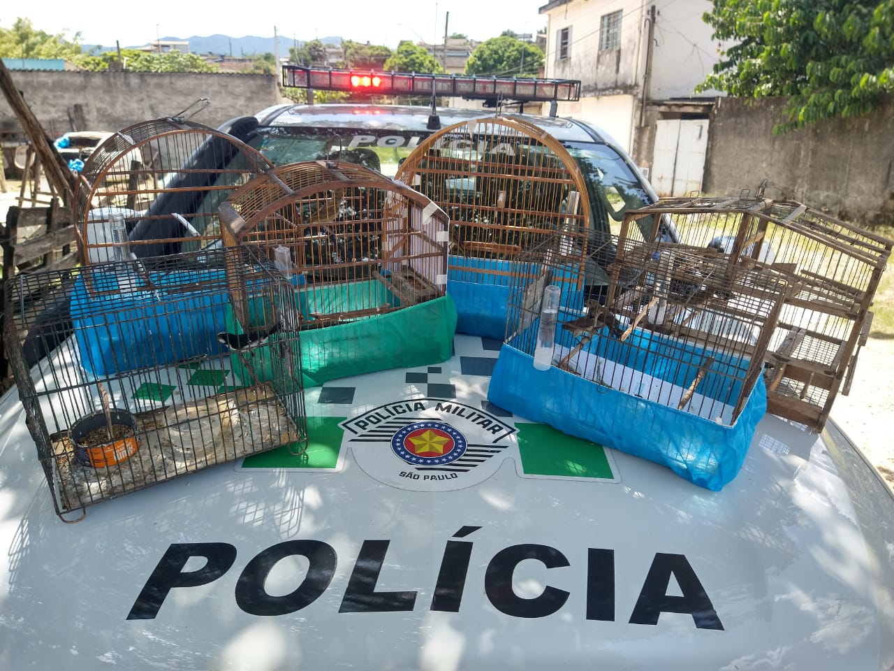 aves cativeiro tremembé